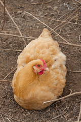 chicken on farm