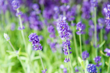 Obraz premium Gardening planting plants and botany. Floral shop. Growing lavender. Close up bushes of beautiful lavender. Aromatic flowers concept. Provence style. Lavender tender violet flowers. Lavender field