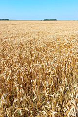 Golden yellow wheat field in summer under a blue sky. Ripe wheat before harvest. Vertical image.        