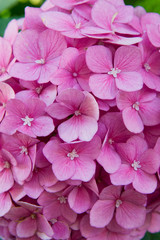 Flower scent. Hydrangea summer flower plant. Gardening and botany. Blossom of pink hydrangea close up. Gorgeous hydrangea blooming. Tender flowers soft little petals. Perfume aroma fragrance concept