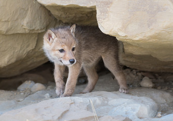 Coyote pups in the wild