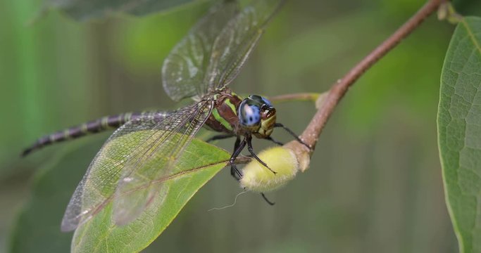 Dragonfly sitting on a green leaf