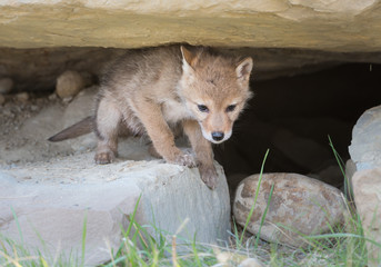 Coyote pups in the wild
