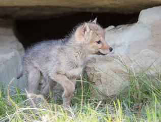 Coyote pups at the den
