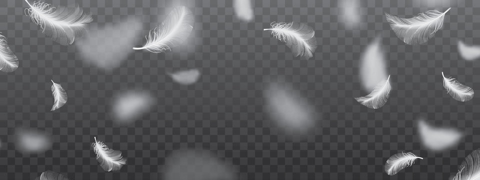 Black Feather PNG Transparent Images Free Download, Vector Files