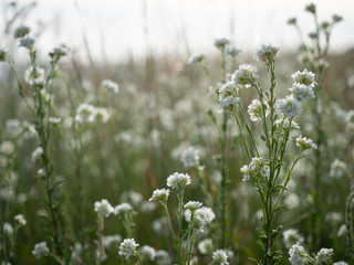 Flowering plants in the back light