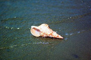 seashell on the beach