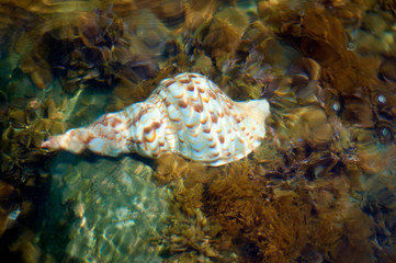 tropical fish in the sea