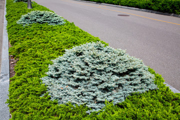 An evergreen thuja with pine trees on a sunny summer day is planted in a row along an asphalt road.