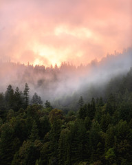 Sunset in the Redwoods
