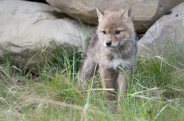 Coyote pups at the den