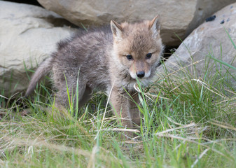 Coyote pups at the den