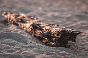 An old log lies in the sand. The tree is lit by the sun. Selective focus. The background is blurry.