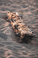 A dry old log lies in the sand. The tree is lit by the sun. Selective focus. The background is blurry. Vertical frame.