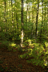 Fototapeta premium autumn leaves reflecting in water