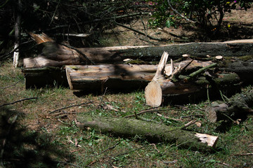 Trees felled