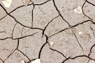 texture wet ground has dried and become cracked