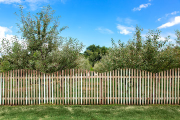apple orchard behind a wooden fence and green lawn on the summer sunny day.