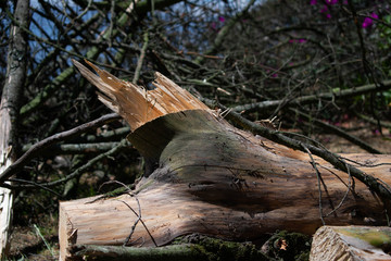 Fallen trunk © Jorge Sion