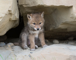 Coyote pups at the den