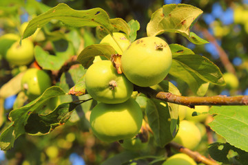 Ripe small apples on the branches. Grade Ural bulk. Close-up. Background. Landscape.