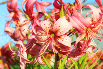 Beautiful pink lilies. Close-up. Background. Landscape.
