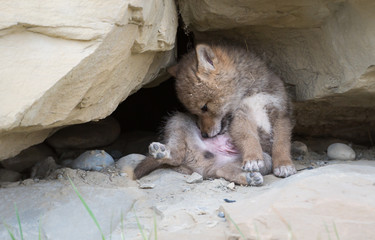 Coyote pups at the den