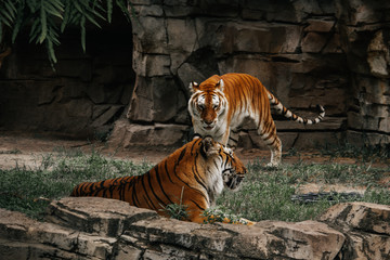 Fototapeta na wymiar Two tigers together