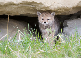 Coyote pups at the den