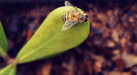 Bee on green leaf. 