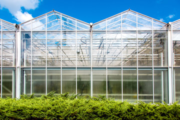 Fototapeta premium glass building agriculture greenhouse vegetable growing, year-round harvesting technology.
