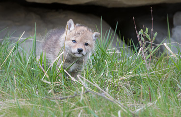 Coyote pups at the den
