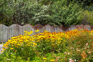 flowerbed with yellow flowers in the background orchard trees behind a decorative wooden fence from...