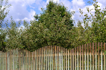 The apple orchard is fenced from wooden boards, a sunny summer day with a blue sky and clouds.