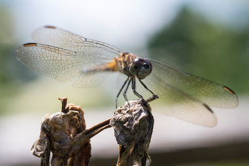 close up of dragon fly on twig