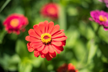 close up of Zinnia flowers in garden, selective focus