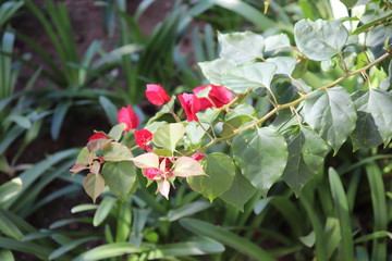 Obraz na płótnie Canvas red flowers in garden