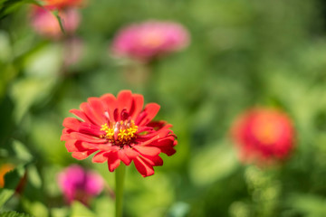 close up of Zinnia flowers in garden, selective focus