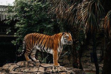 Tiger on rock