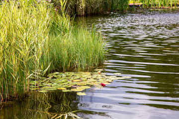 artificial pond with water and aquatic plants with reeds and water lilies.