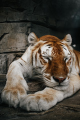 Tiger sleeping