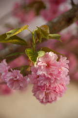Kanzan pink cherry blossom 