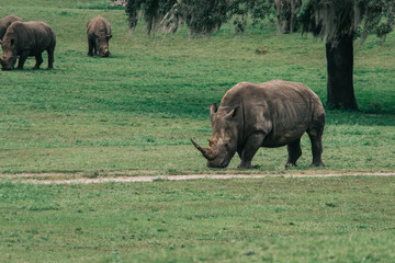 Rhino walking 