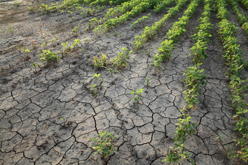 Agriculture, damaged soybean plant in field