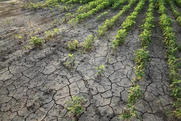  Agriculture, damaged soybean plant in field © sima