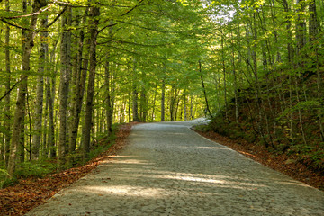 Obraz premium autumn leaves reflecting in water