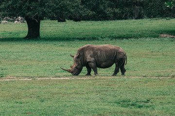 Fototapeta premium Rhino walking