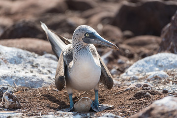 Blue footed booby with egg, North Seymour, Galapagos Islands, Ecuador.