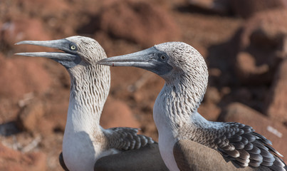 Close Up of head of blue footed booby,  North Seymour, Galapagos Islands, Ecuador.