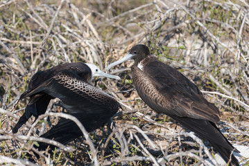 A female great Frigatebird feeds her chick on North Seymour Island, Galapagos Island, Ecuador.